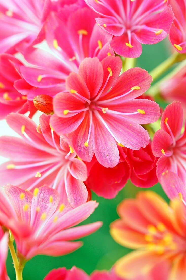 Lewisia flowers (close-up)