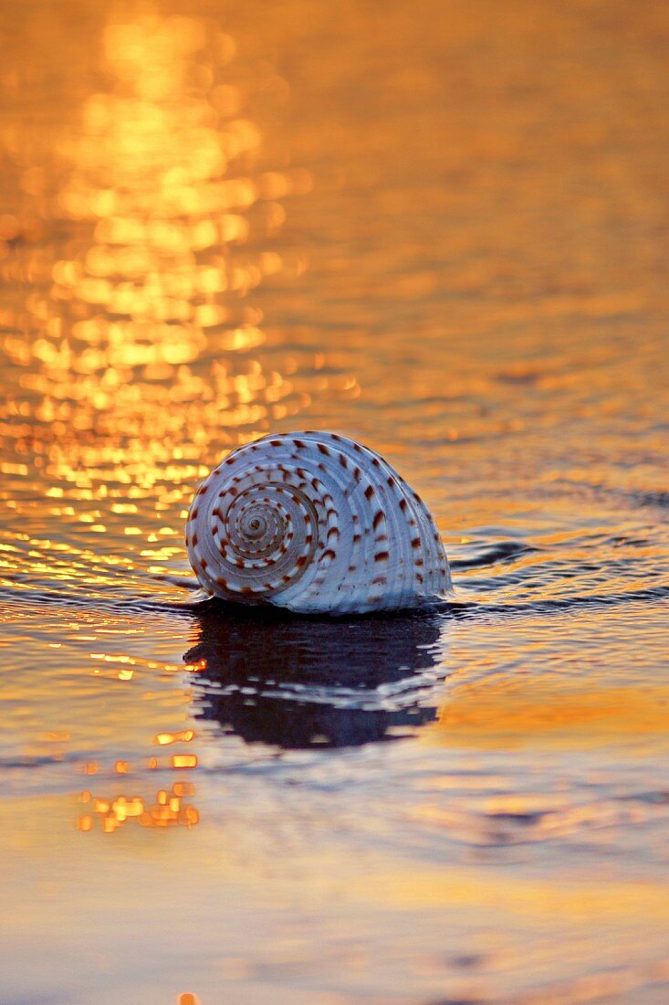 Seashell lying on beach in evening sun
