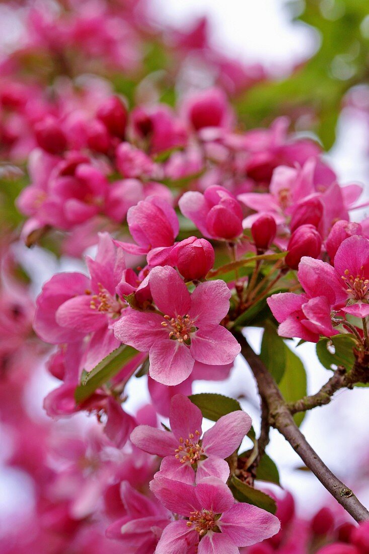 Zweig des Zierapfels mit rosafarbenen Blüten