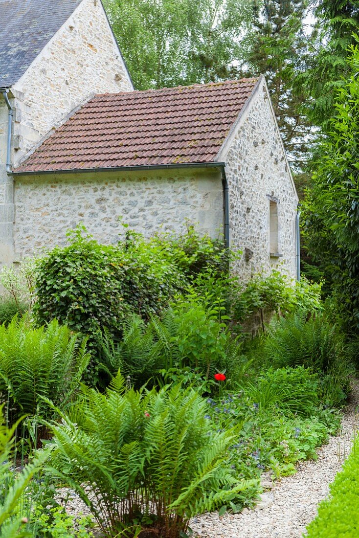 Ferns in garden outside stone house with extension