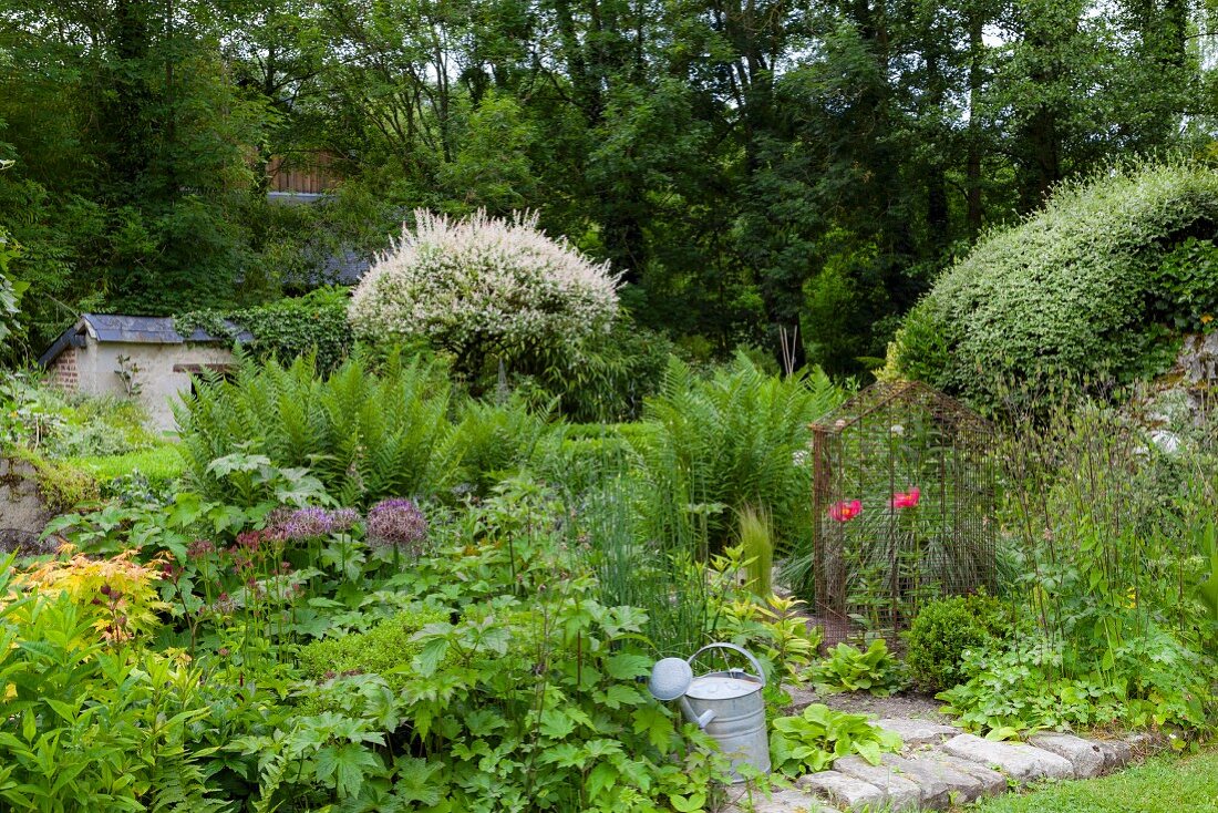 Dicht bewachsener Garten mit Büschen und Farnen in Sommerstimmung