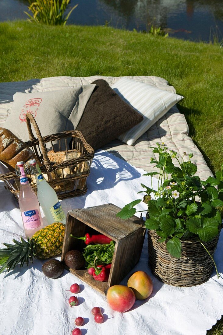 Picknick auf der Wiese mit Früchten und Walderdbeerpflanze im Topf