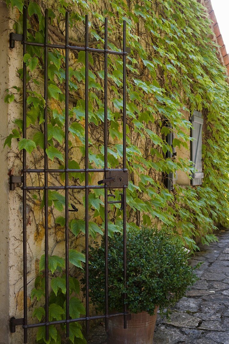 Wrought iron gate attached to vine-covered façade and potted plant on stone-paved path