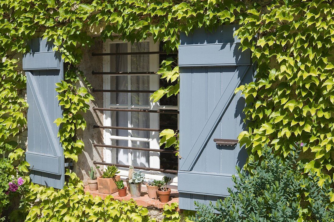 Vine-covered façade with pale blue wooden shutters on window with horizontal bars
