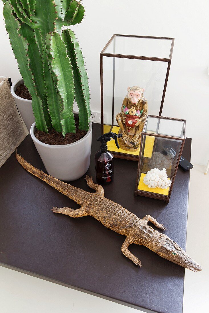 Stillleben mit ausgestopftem Krokodil, Mini Schaukästen und Kaktus im Topf auf schwarzer Fliese