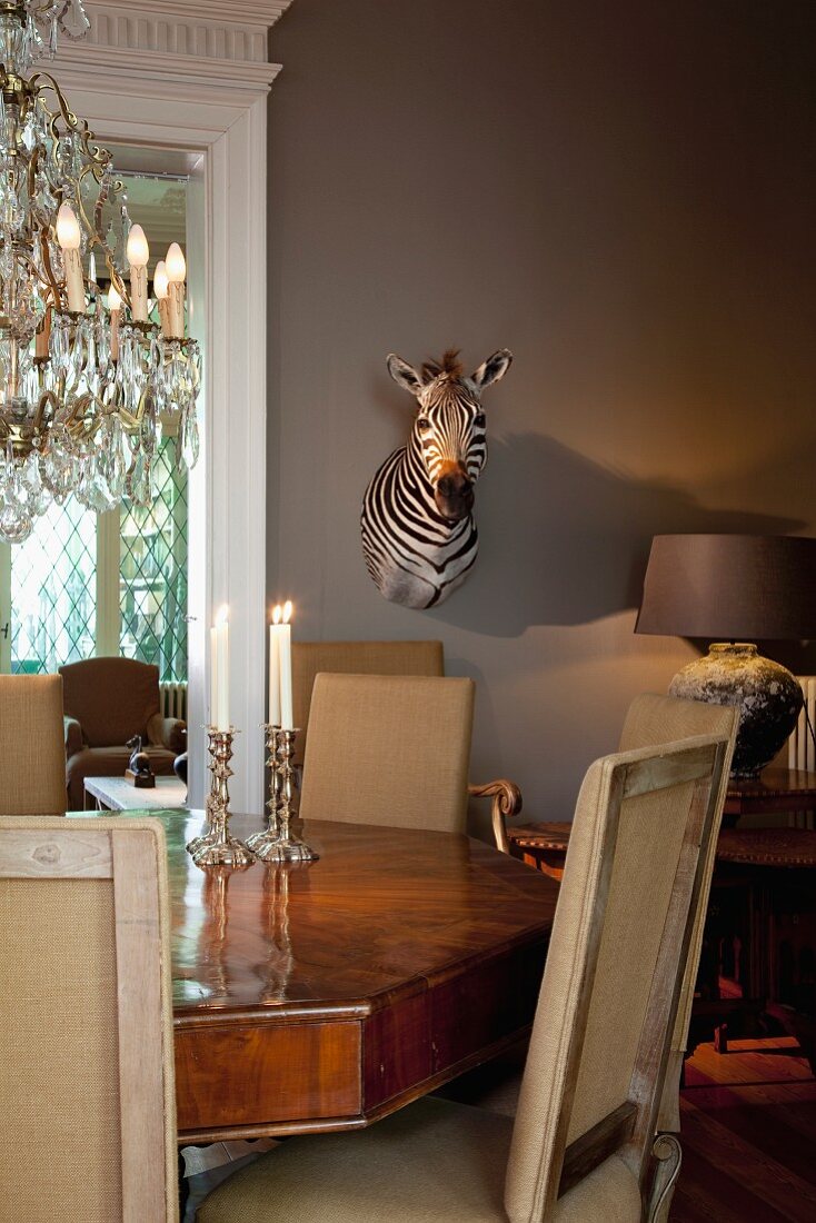 Stuffed zebra head on wall and chandelier above polygonal, antique table and upholstered chairs