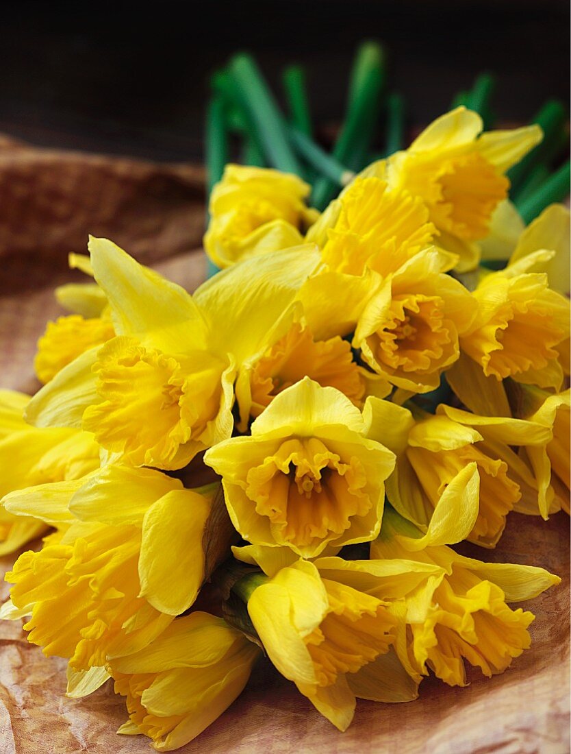Bunch of fresh daffodils on brown paper