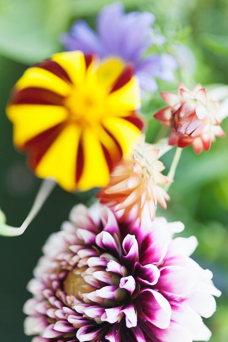 Purple and white dahlia, striped French marigold and other garden flowers