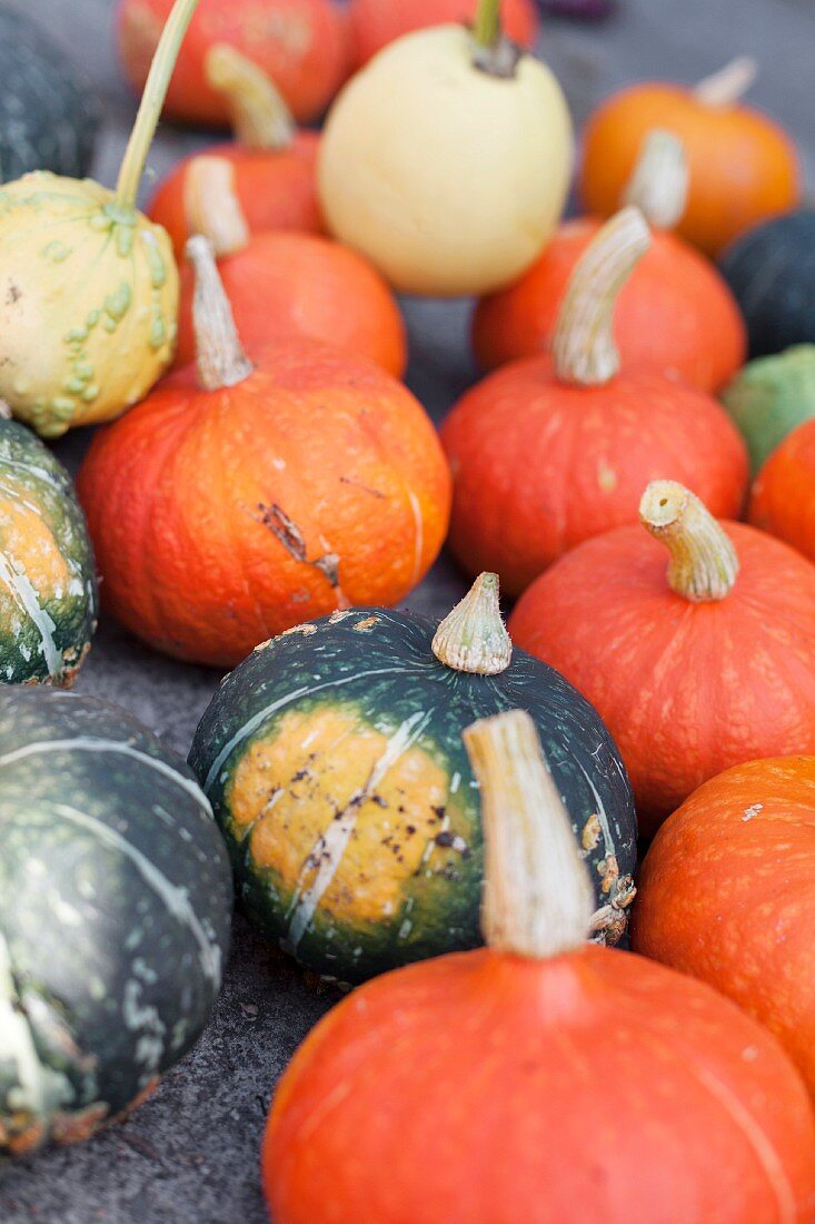 Various ornamental gourds and edible pumpkins