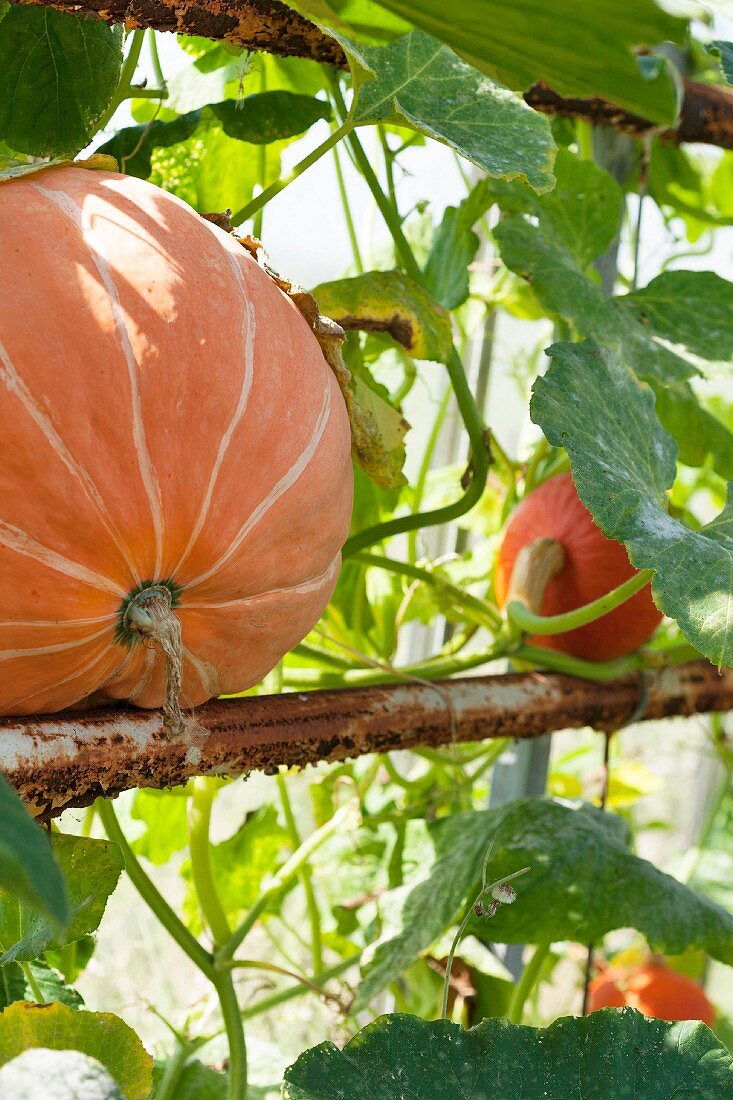 Pumpkins on the plant