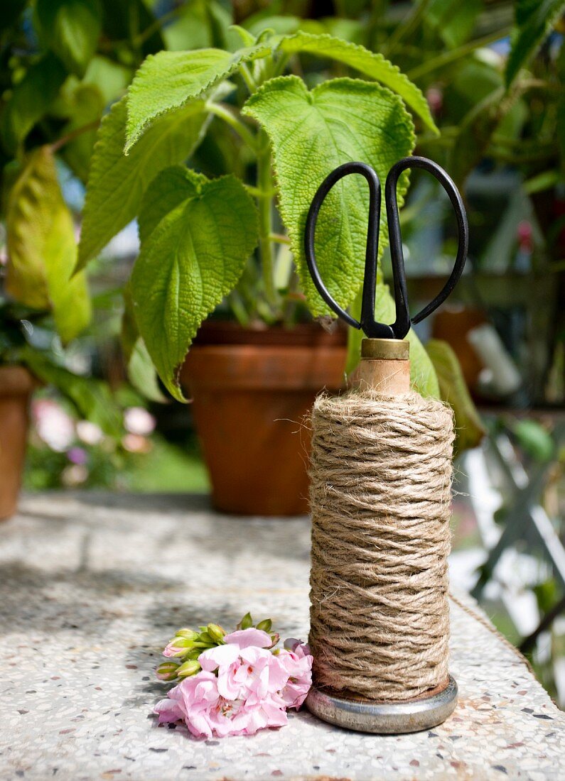 Vintage Schnurrolle und Schere auf Steinablage vor Gurkenpflänzchen im Tontopf