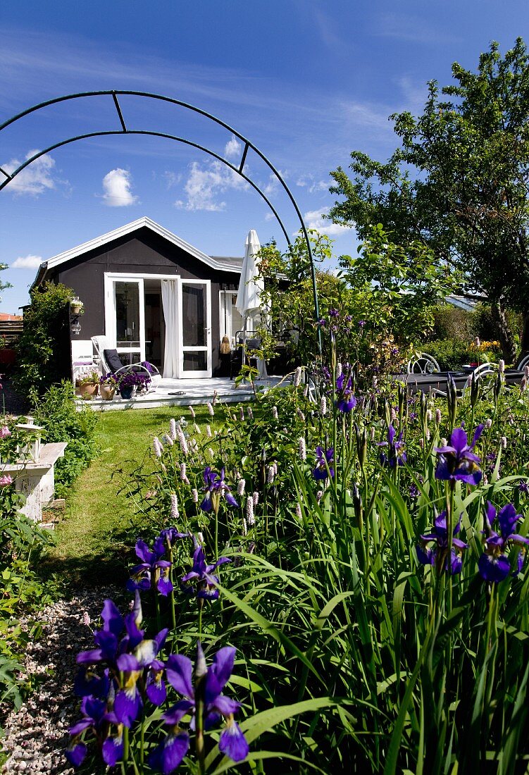 Blühender Iris im Garten, im Hintergrund sonnenbeschienenes Sommerhaus