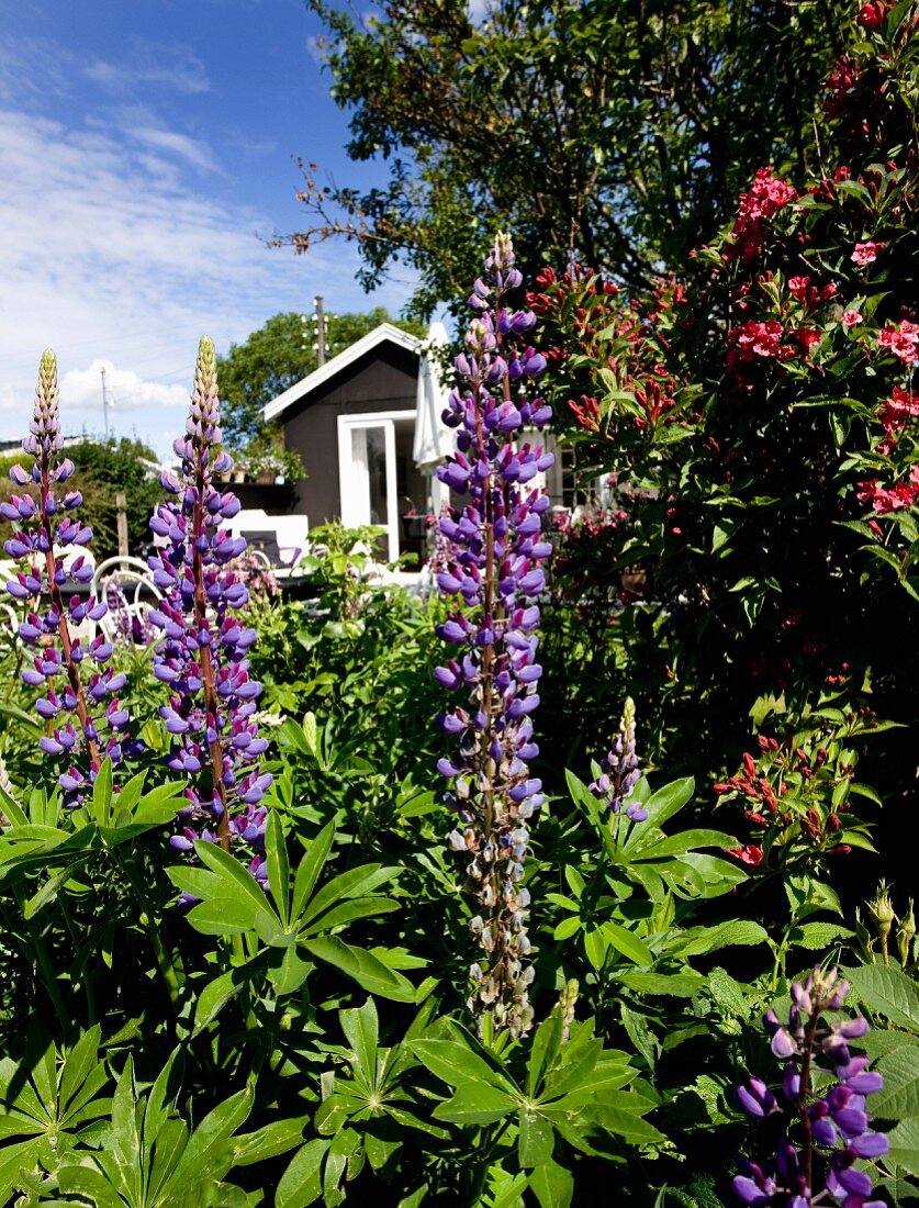 Purple-flowering lupins in summery garden