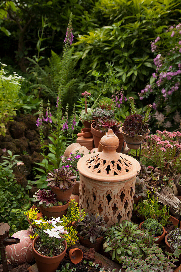 Tontöpfe mit Sukkulenten und dekoratives Keramik-Windlicht zwischen Gartenblumen