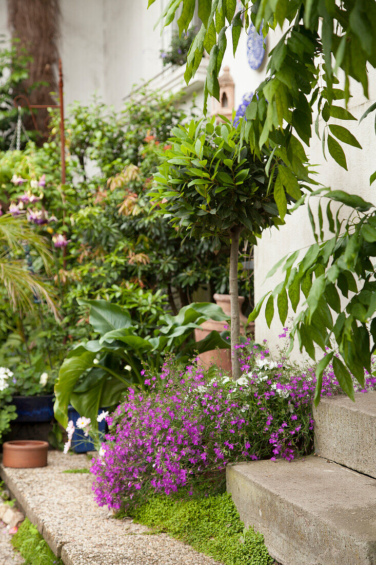 Blühende Bodendecker neben Betonstufen, dahinter Topfpflanzen vor Wohnhausfassade