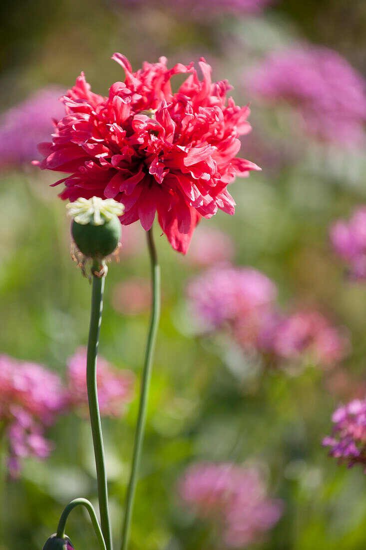 Flowering poppy 'Scarlet peony'