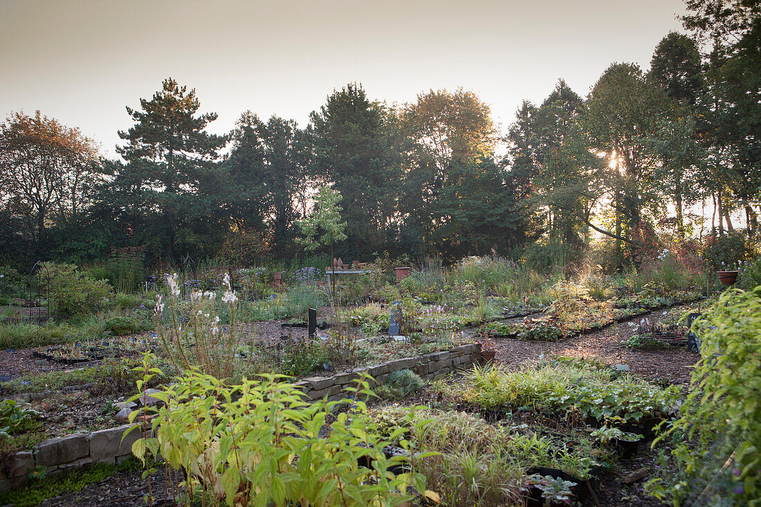 Rows of beds of autumn perennials and groups of trees in plant nursery in morning light