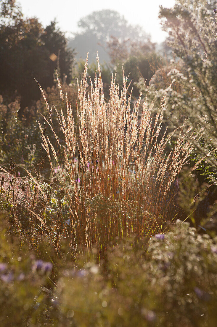 Herbstliche Gräser im Sonnenlicht in ländlicher Umgebung