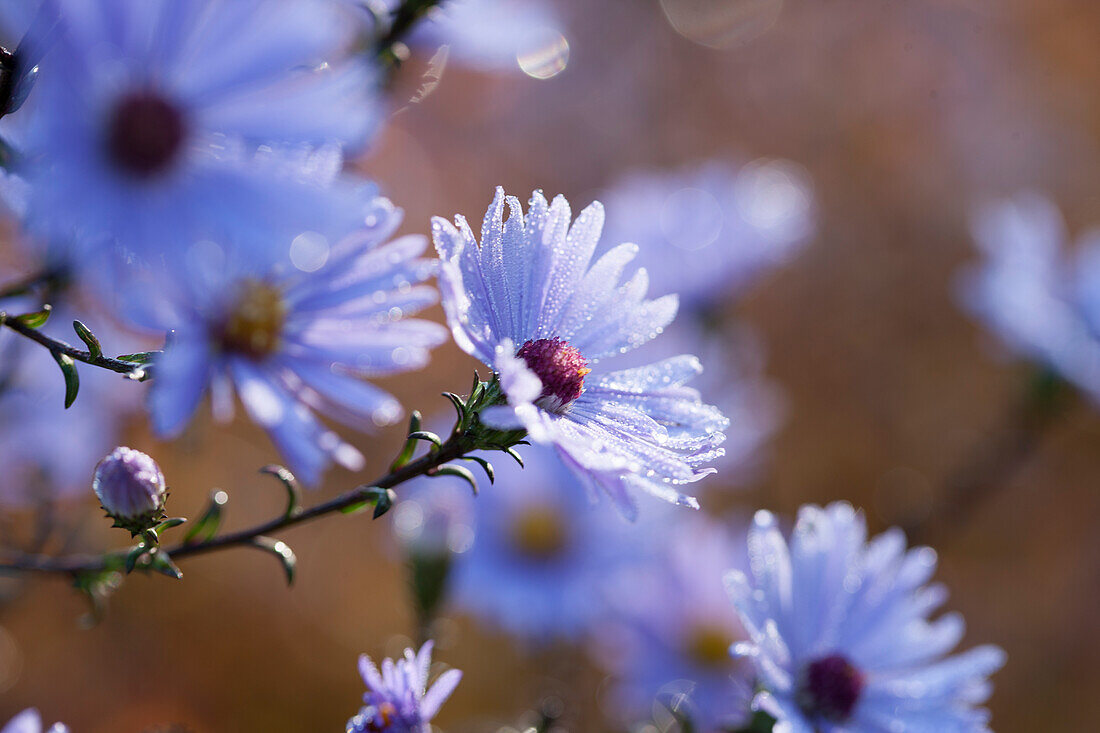 Lilac winter aster flowers with droplets of dew