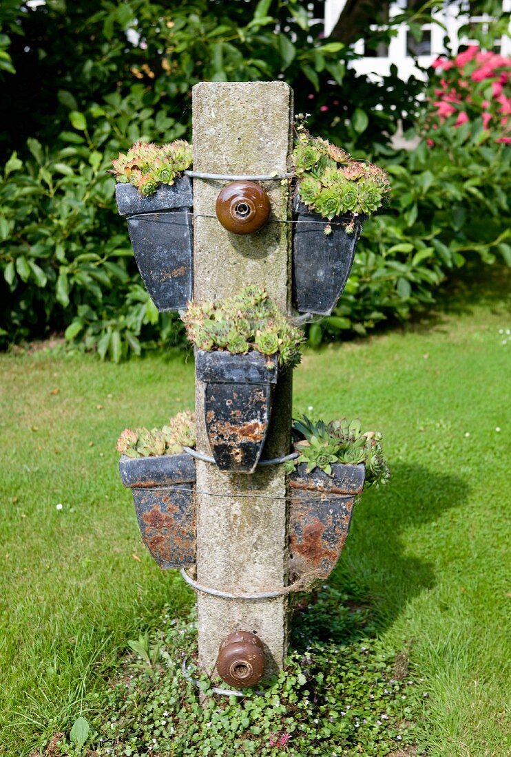 Blumentöpfe mit Sempervivum an Steinsteel befestigt im Garten