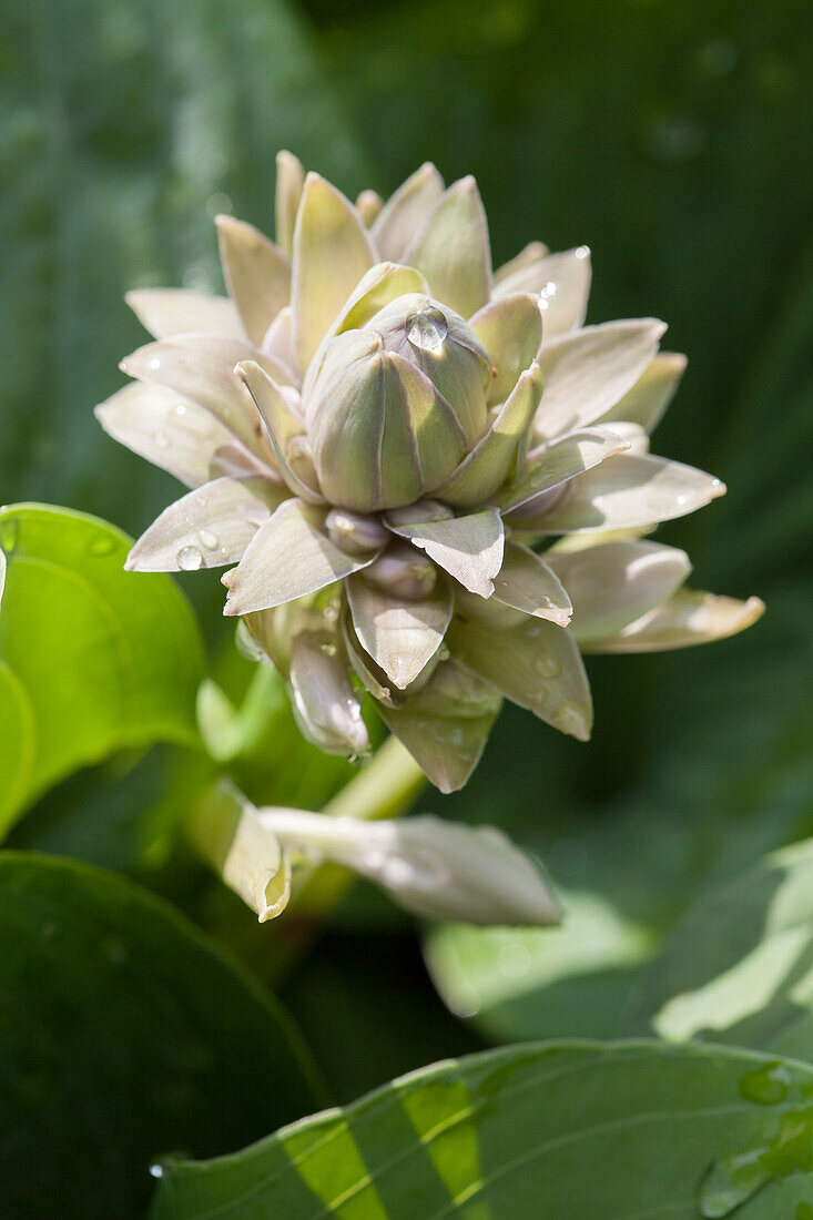 Flowering hosta