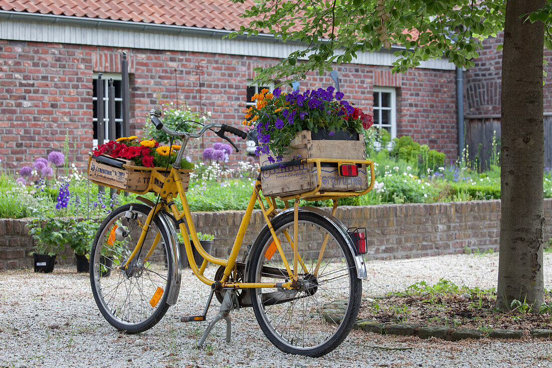 Gelbes Vintage Fahrrad mit Blumen in Holzkisten auf Gepäckträgern, im Hintergrund Hochbeet vor Bauernhaus aus Ziegel