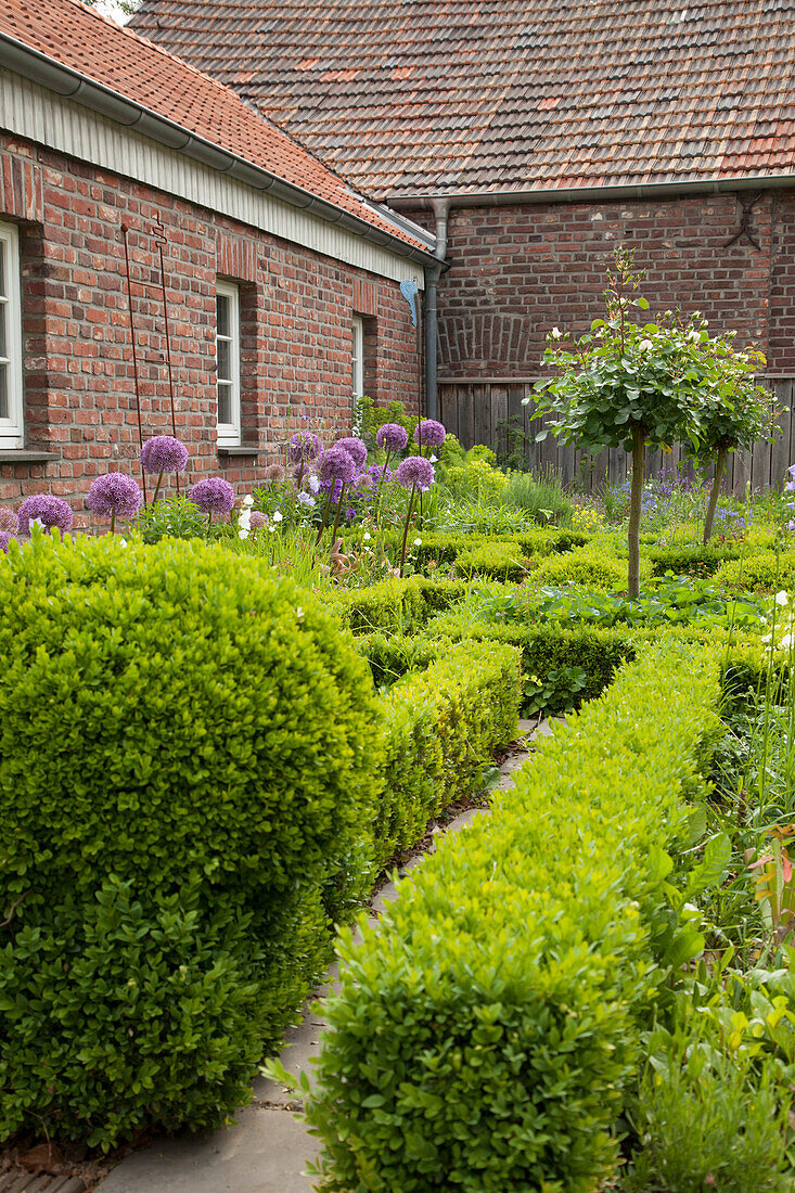 Half-height clipped hedges and box balls in garden of brick farmhouse