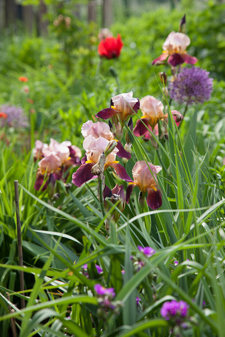 Blühender Iris, Zierlauch und Mohn im Garten