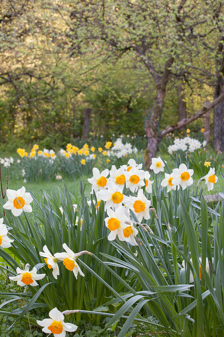 White daffodils with yellow centres in garden