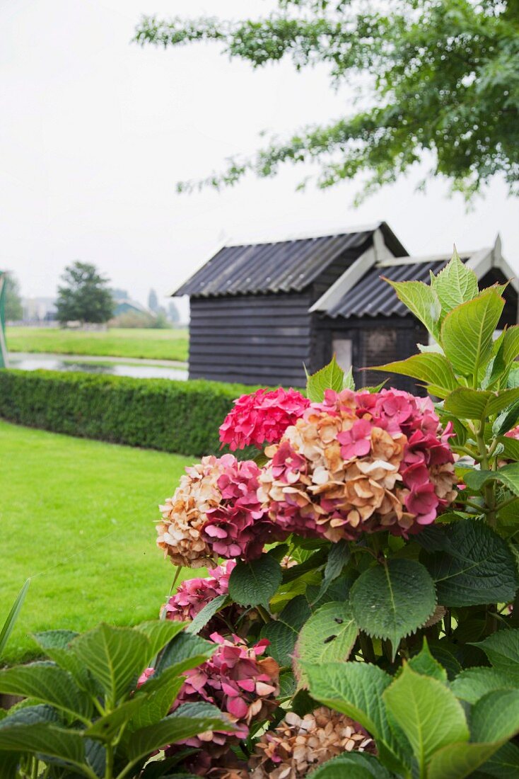 Hortensien im Garten vor Hecke und Holzhaus