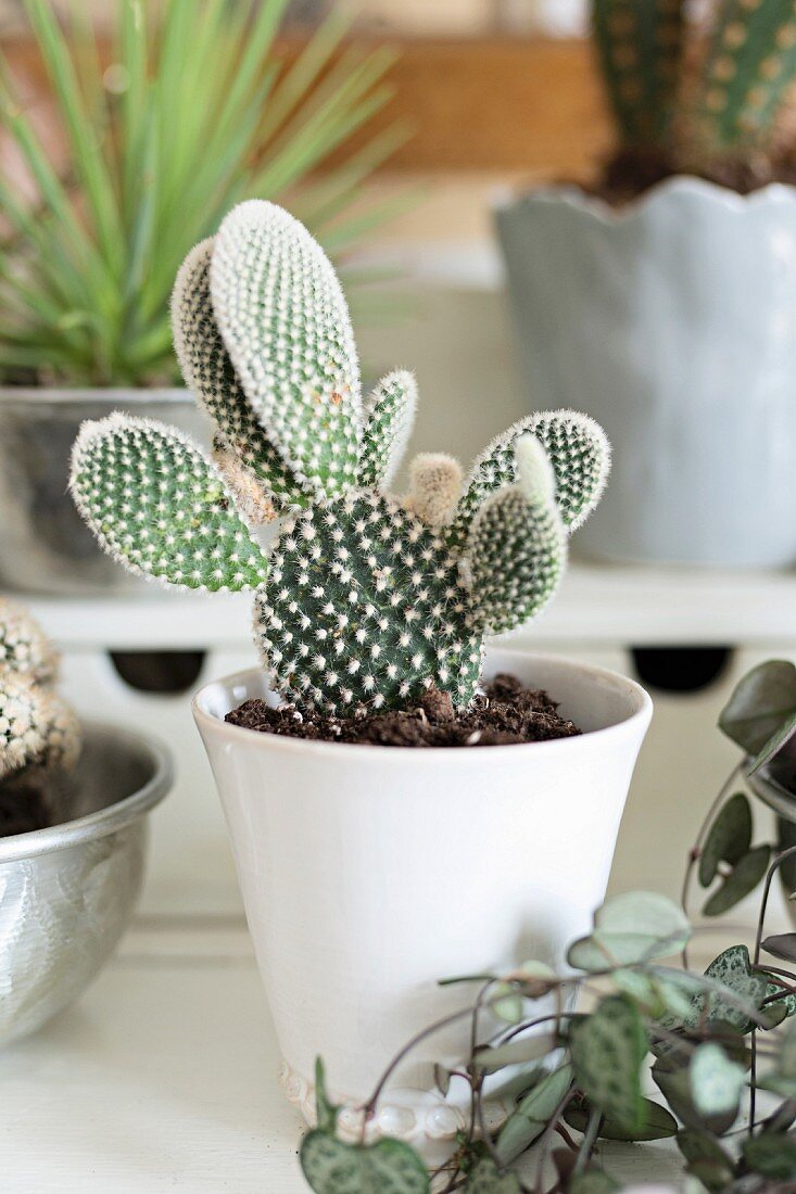 Kaktus in weißem Porzellantopf