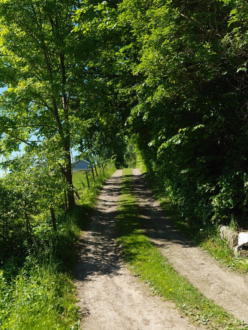 Idyllic path along edge of green woodland in summer