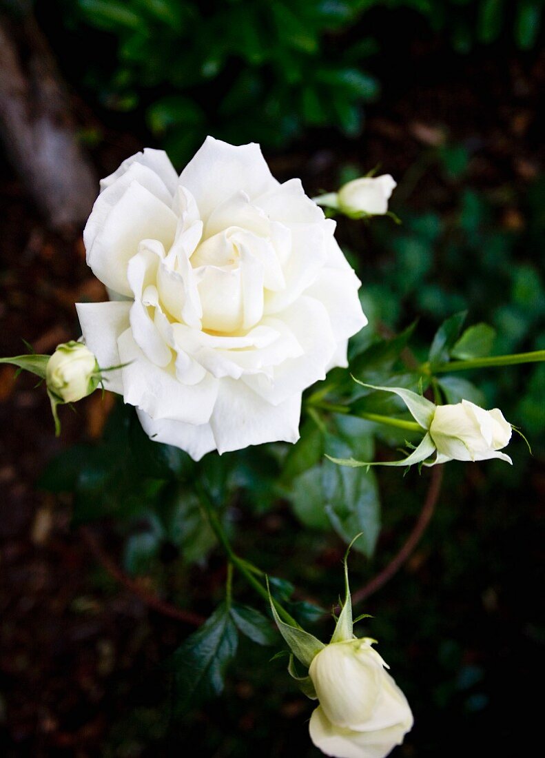 White-flowering rose in planter