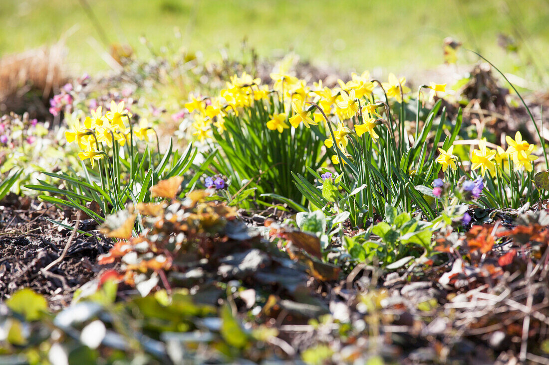 Frühlingsgarten mit Narzissen und Blaustern