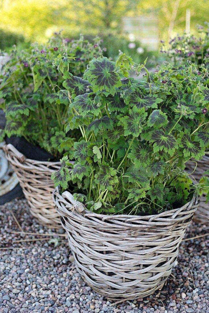 Geraniums planted in wicker basket