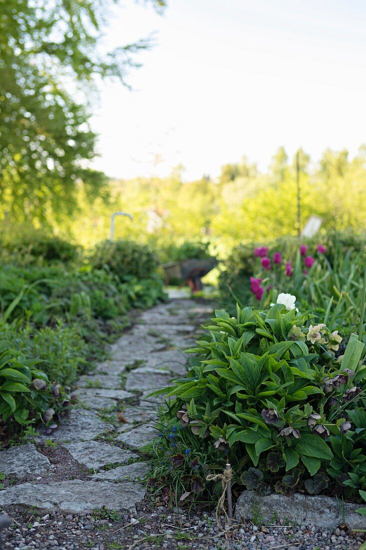 Stone-paved path between beds of hellebores and tulips in spring garden