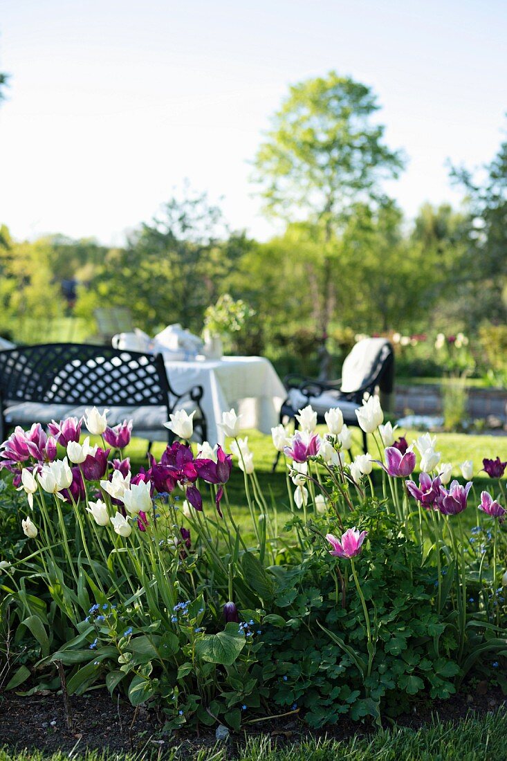 weiße und violette Tulpen, im Hintergrund gedeckter Tisch mit Sitzbank und Stühlen in sonnenbeschienenem Garten