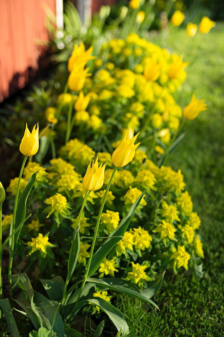 Gelbe Tulpen (Sorte: 'West Point') und Wolfsmilch in sonnigem Garten