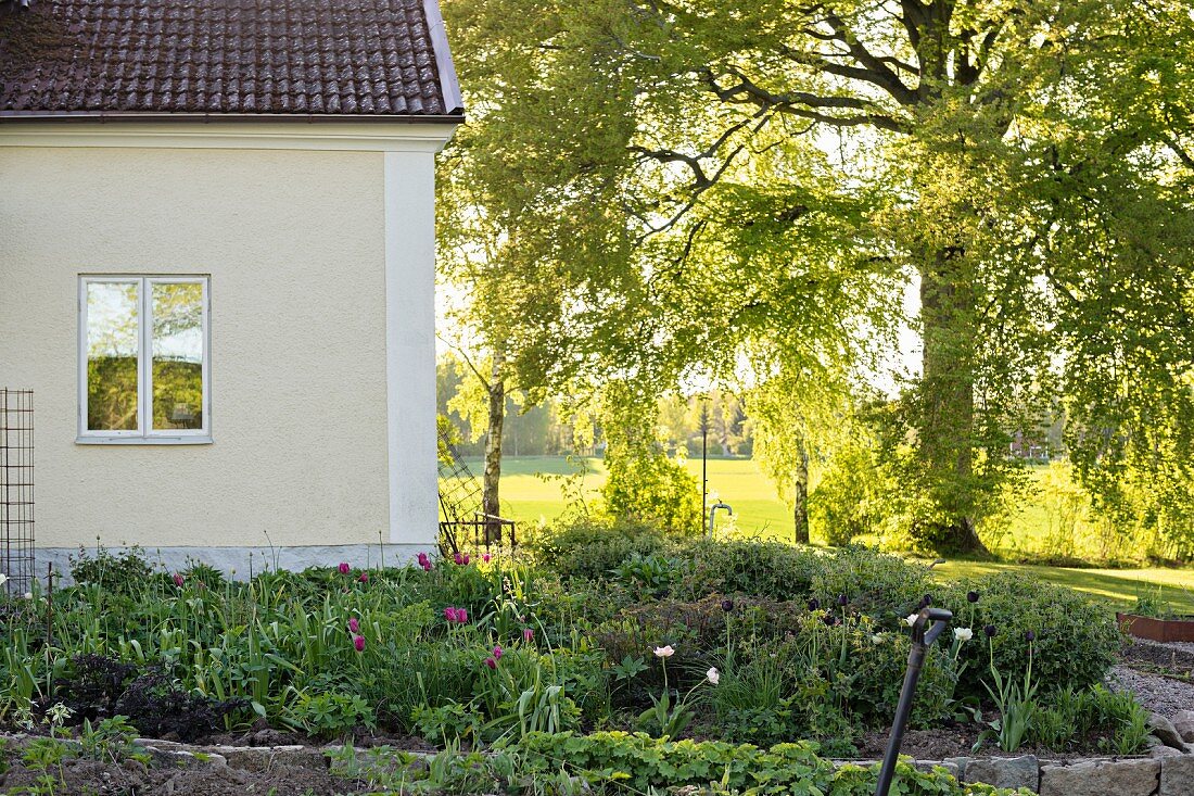Angelegtes Beet mit Tulpen vor teilweise sichtbarem Wohnhaus