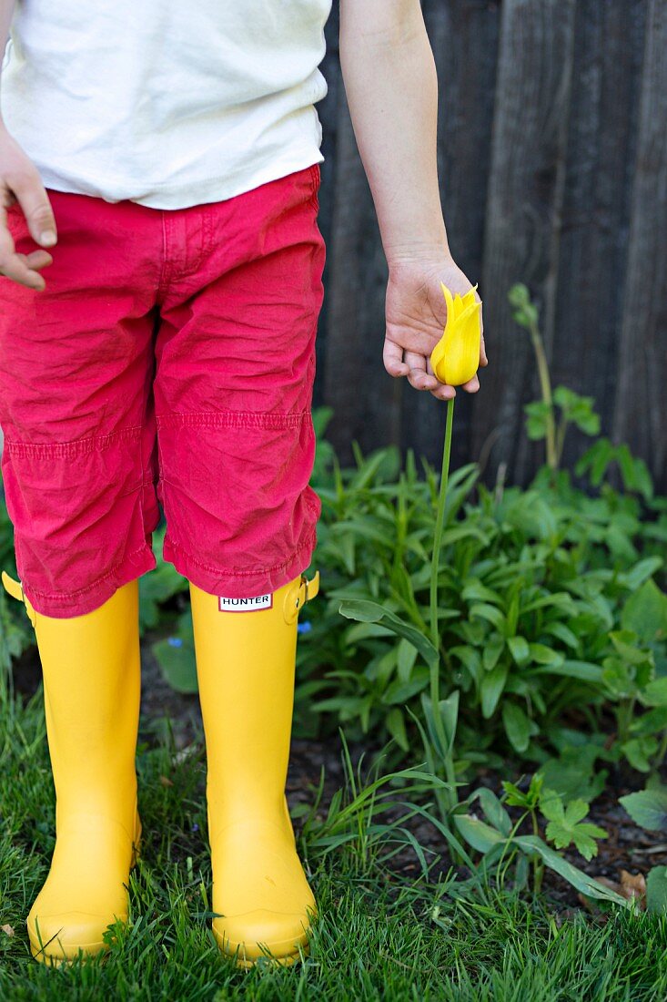 Kind mit roter Hose und gelben Gummistiefeln, neben gelber Tulpe (Sorte: 'West Point')