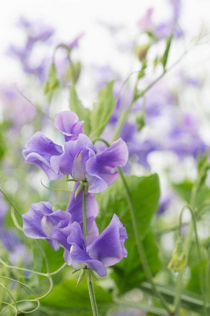 Violett blühende Gartenwicke (Lathyrus odoratus)