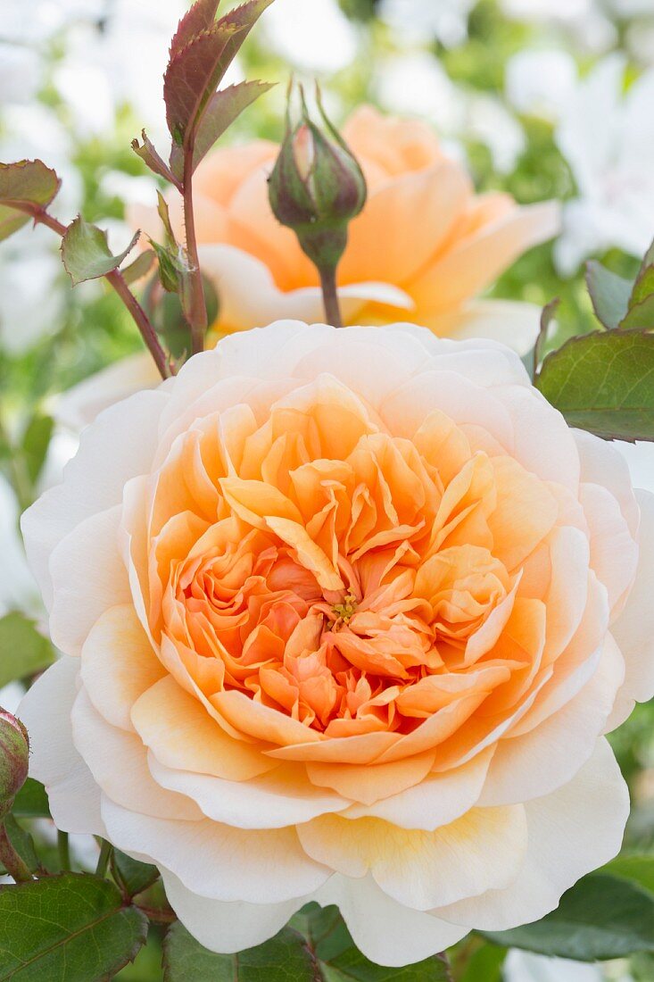 Apricotfarbene Rosenblüte im Garten