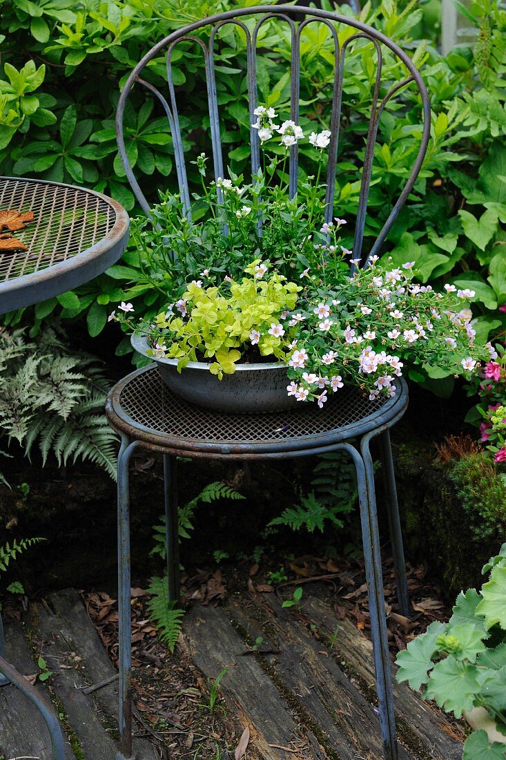 Schale mit Schneeflockenblume und Ackerhellerkraut auf Metallstuhl im Garten