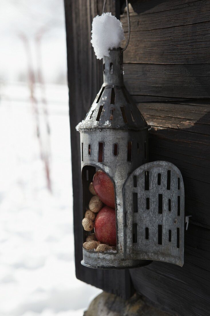 Zinklaterne gefüllt mit Äpfeln und Erdnüssen als Vogelfutter-Station