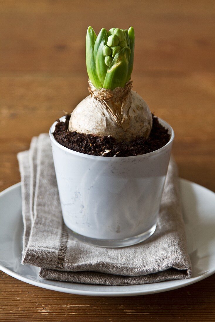 Hyacinth bulb in planter
