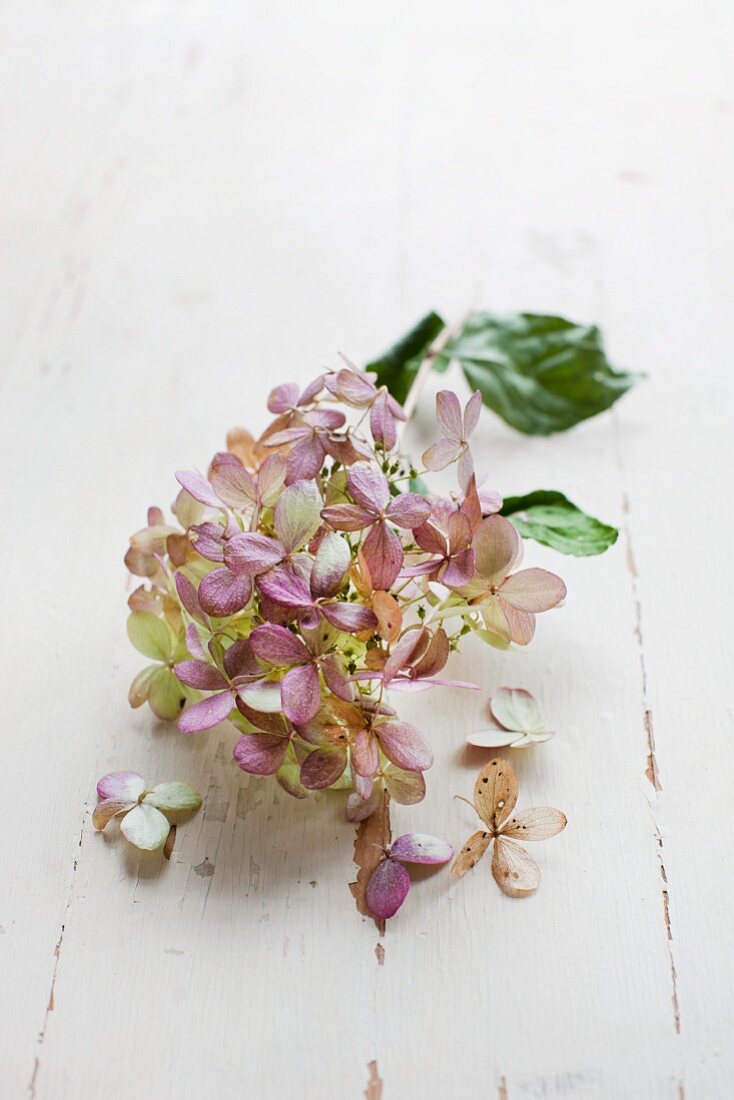 Dried hydrangea flower with leaves on white wooden surface