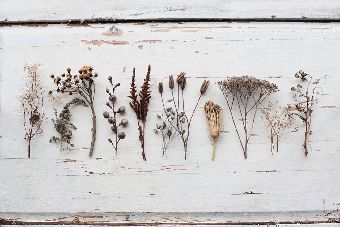 Various dried plant seed heads on wooden surface