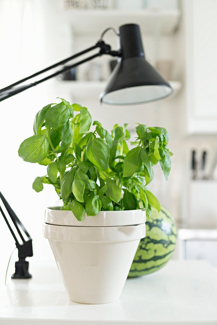 Basil in white pot on table