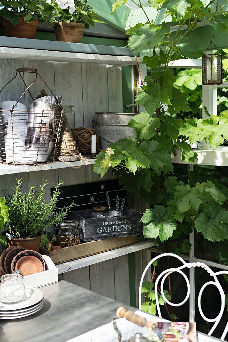 Regal mit Gartenutensilien und Pflanzentöpfen, umgeben von einem Weinstock, im Gewächshaus