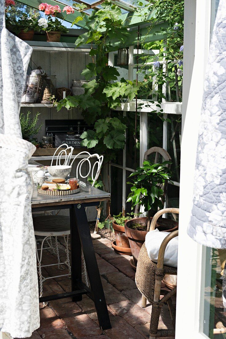 Blick in sonnenbeschienenem Gewächshaus, auf Frühstückstisch vor Regalen mit Pflanzentöpfen